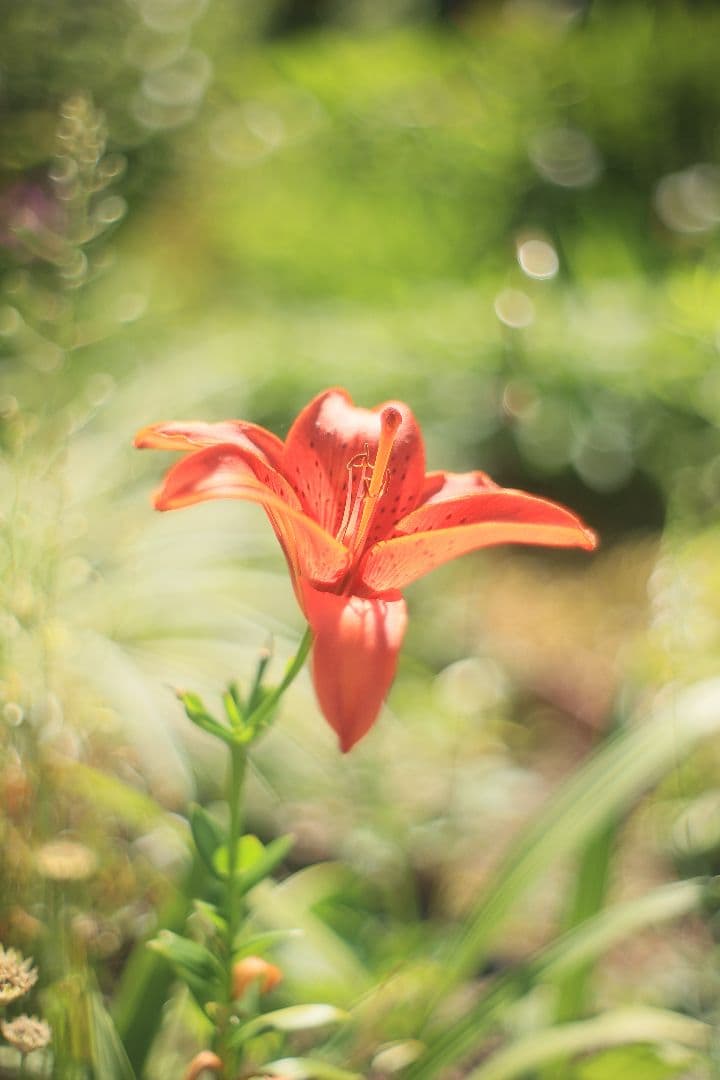 《希少》C.C. Petri Orikkor 50mm F2（M42）【良品】