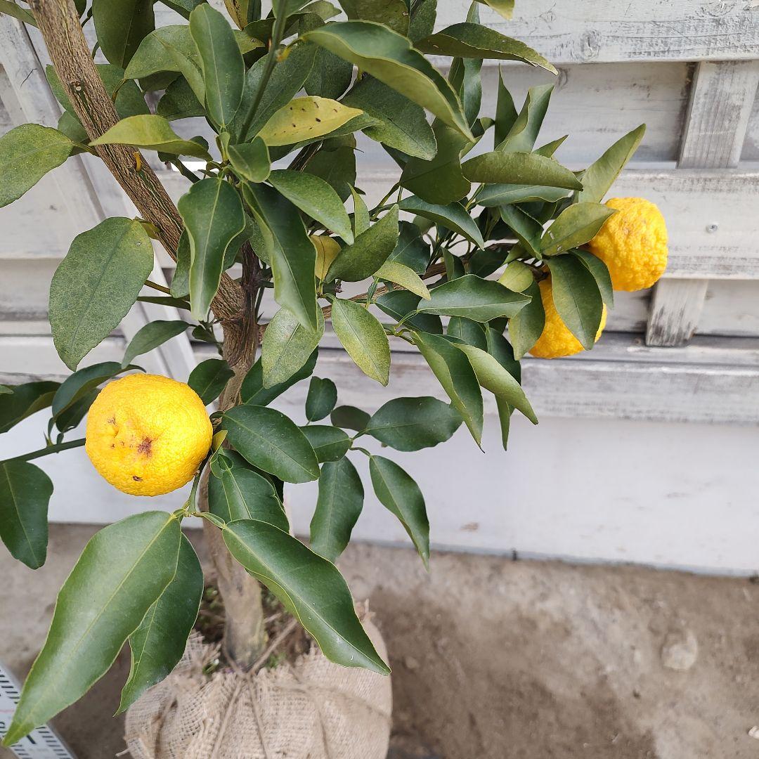 花柚子 3年生 大苗 実つき