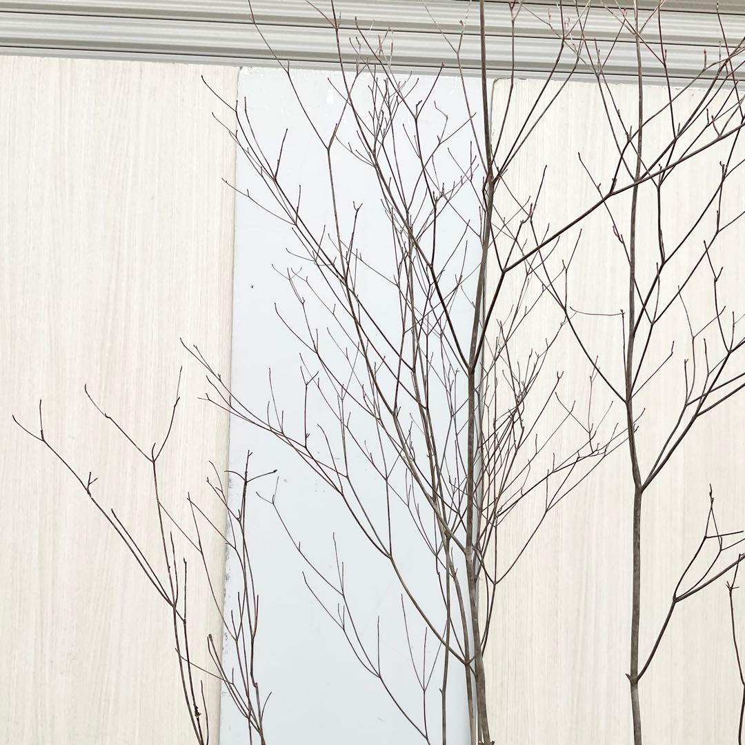 Oさん専用 山採り アブラツツジ　/7