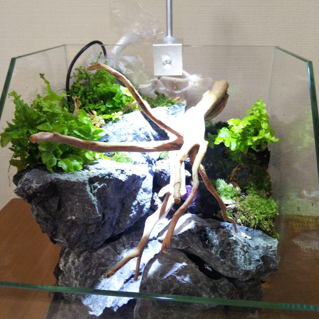 【受注生産】 苔テラリウム 苔ボトル ホソバオキナゴケ　アクアテラリウム