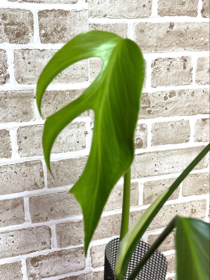 モンステラ バールマルクスフレーム ディラセラータ1