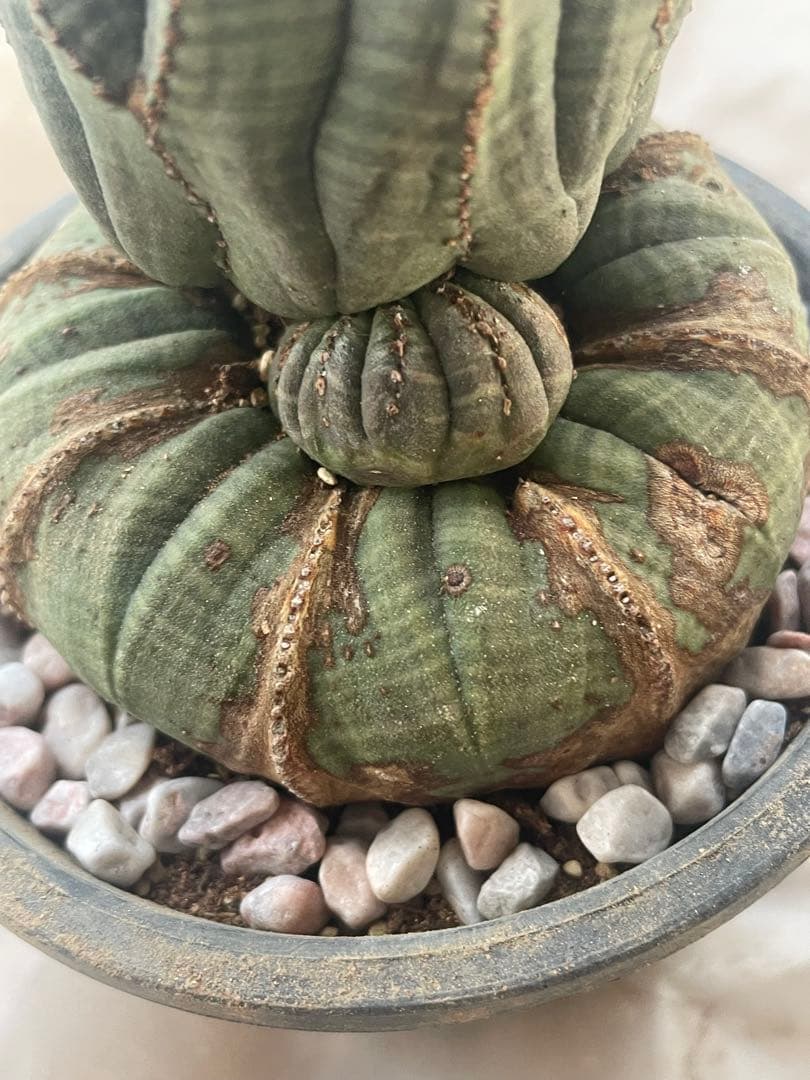 。*カ様 オベサ 4号サイズ