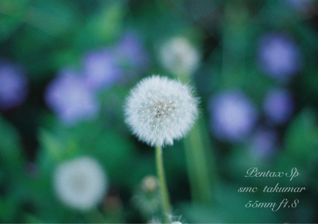 pentax sp 黒　フルセット★完動品＊美品＊初期保証付！★作例多数