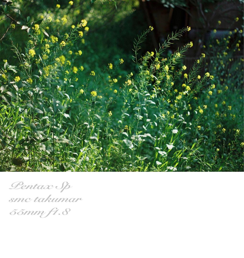 pentax sp 黒　フルセット★完動品＊美品＊初期保証付！★作例多数