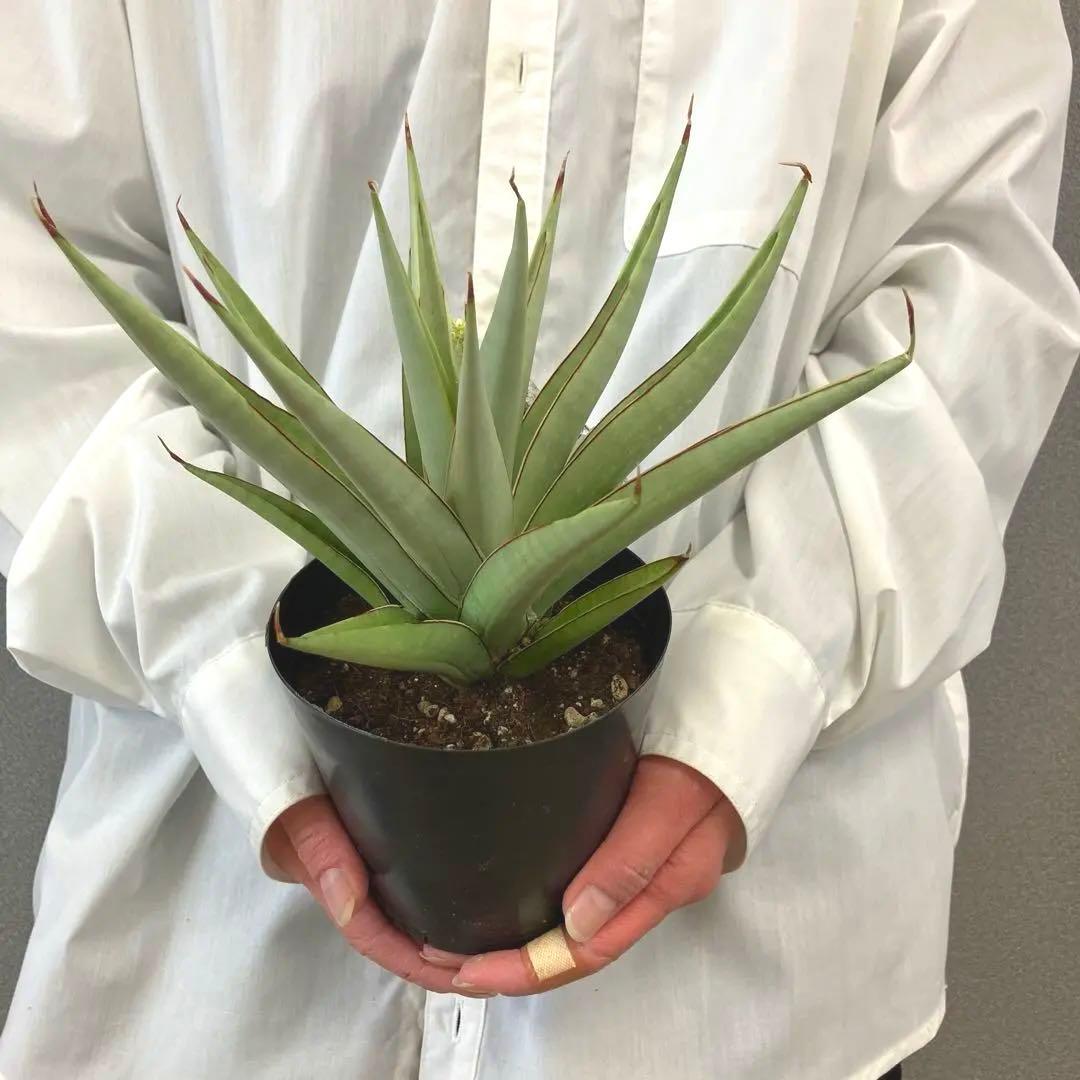 超絶希少❗️サンスベリア　フローズンスローン　\"Frozen thron\"✨