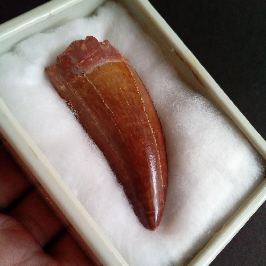 歯化石　恐竜　アフリカ獣脚類　極美麗　高品質標本