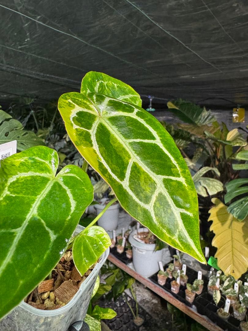 アンスリウム　ミシェル　x クリスタル　シルバー　レア交配　美斑入り　送料込み