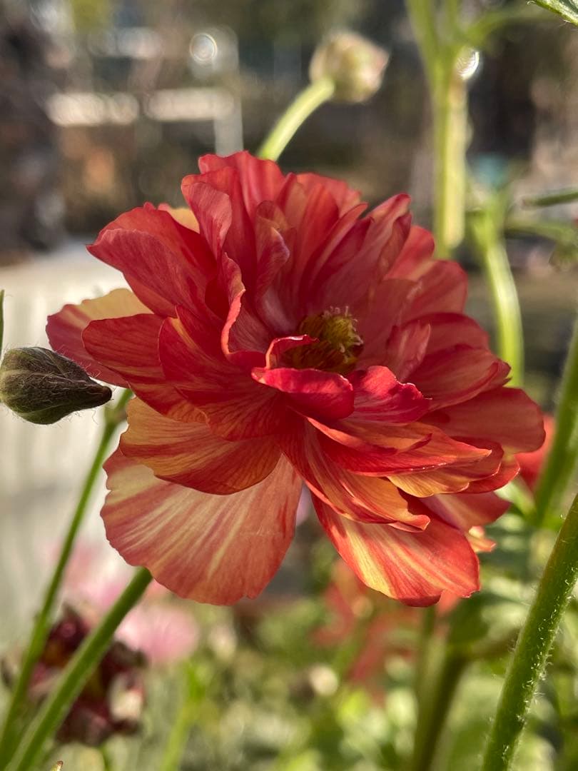 花 hiroakin