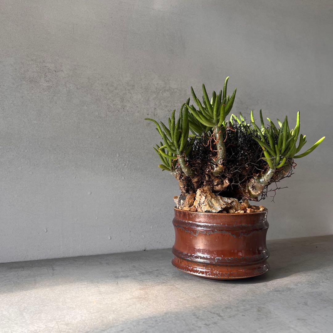 S*y様 大株　チレコドン　レティキュラータス　万物想　 現地球　発根済　陶器鉢