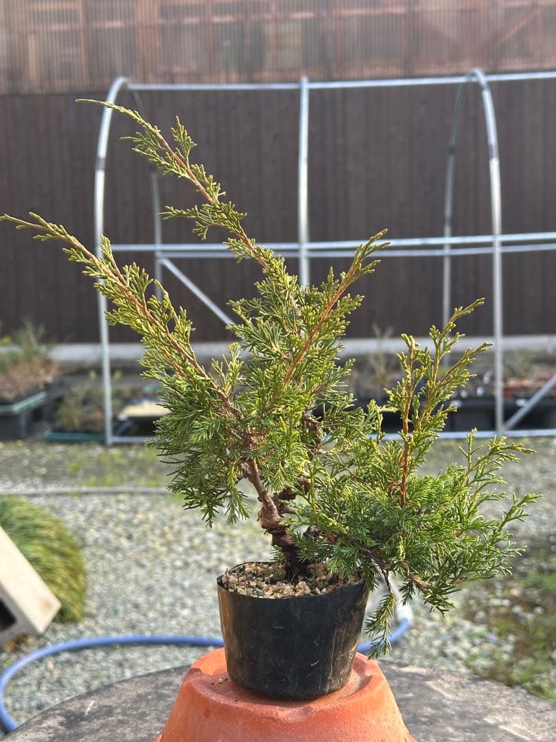 盆栽素材 糸魚川真柏3本まとめ売り