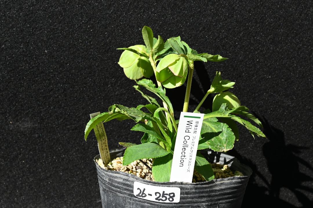 クリスマスローズ　訳あり認定Wild　Collection　加藤農園