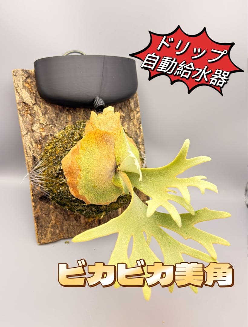 はなはなはなこ　ビカクシダ　板付専用　ドリップ式掛け給水器 20個