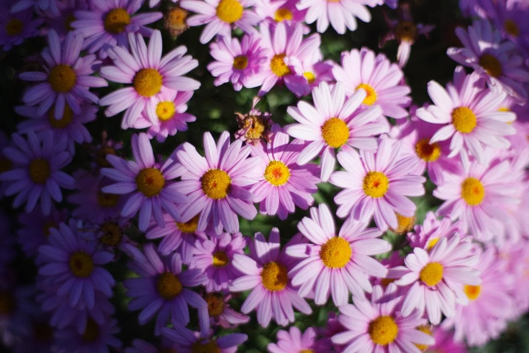 幻のZK！Classicプラナー最終モデルPlanar 50mm F1.4 ZK