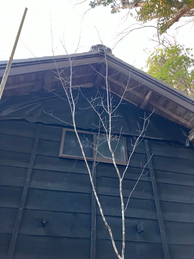 82 山採り　アオダモ