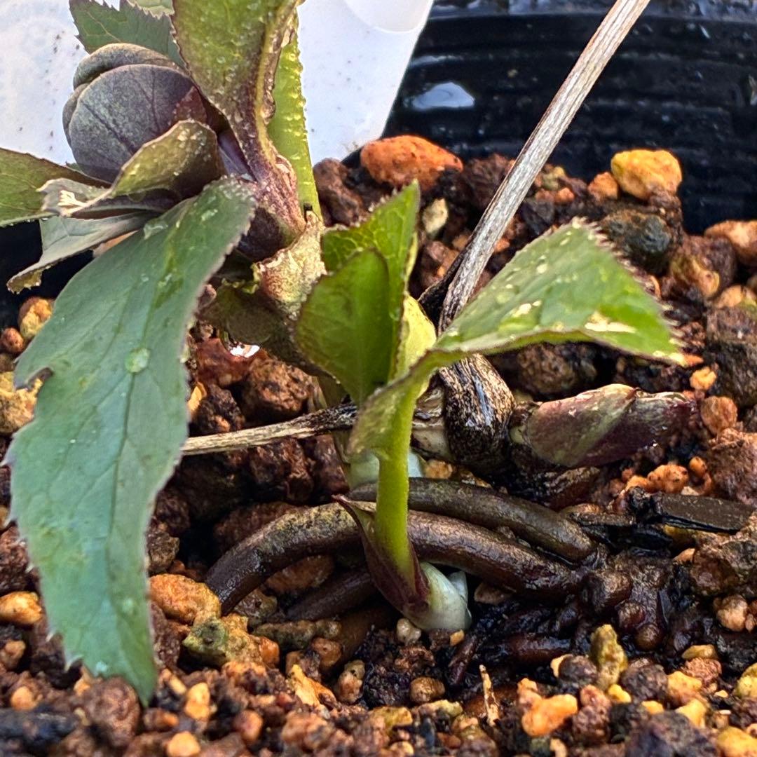 の*ん様 ☘️極上☘️蕾付き☘️タグ付き☘️3385⭐️TINKERBELL H