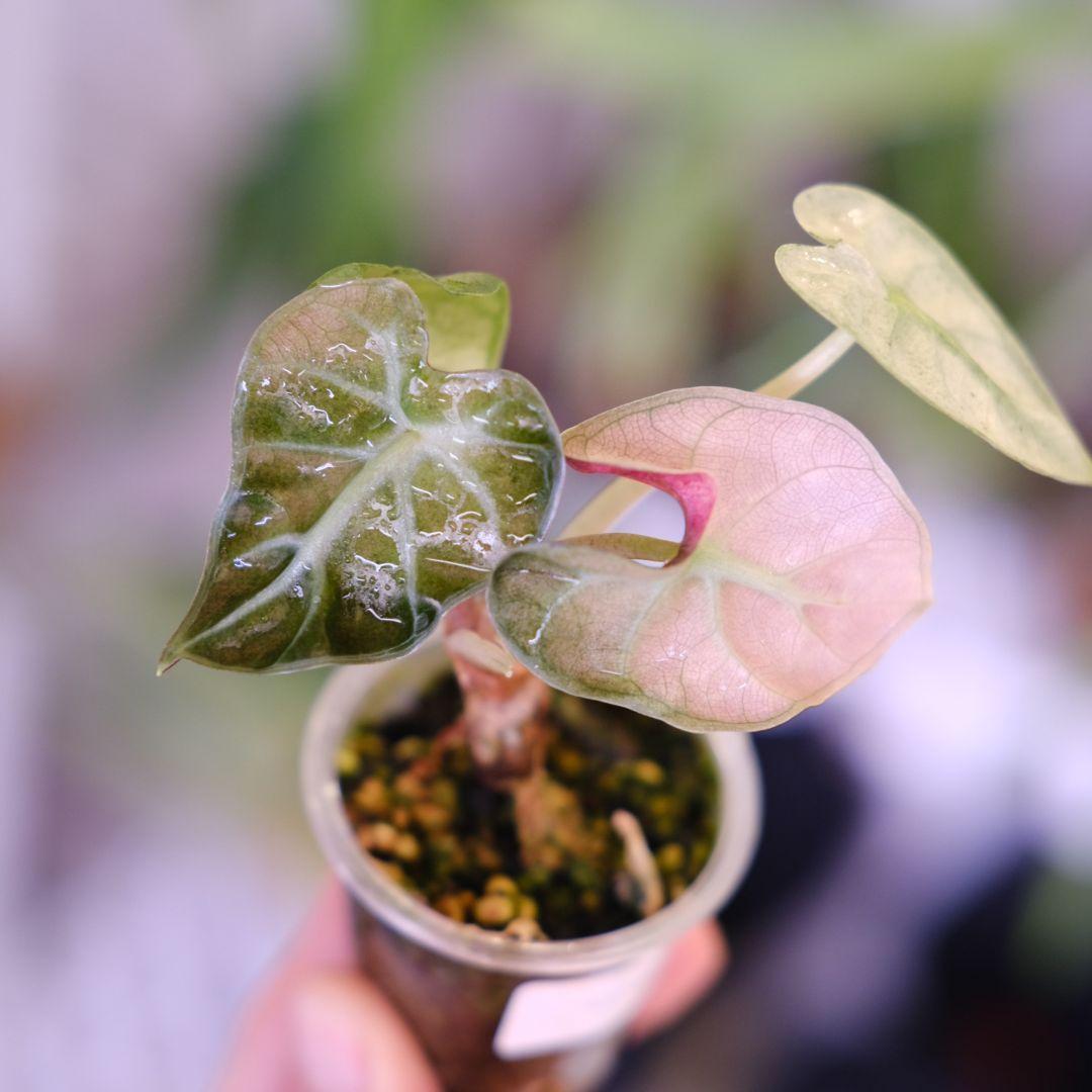 ALOCASIA HEART BALLON PINK VARIGATED②