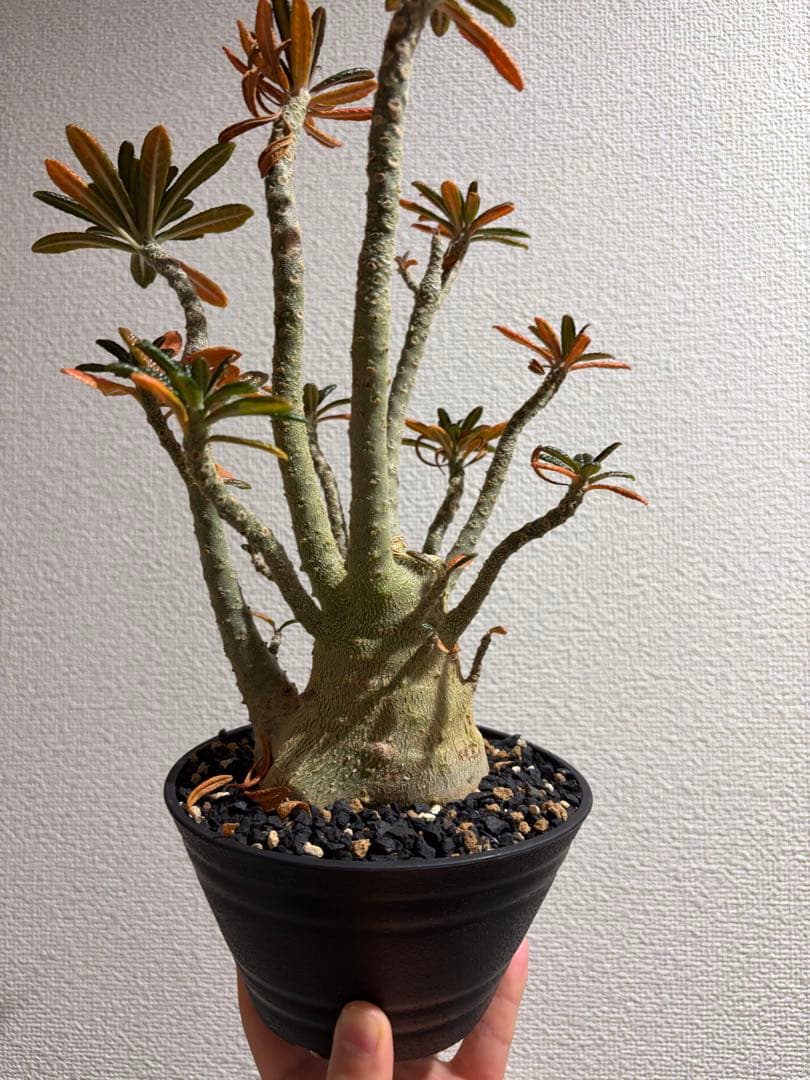 ドルステニアギガス dorstenia gigas 塊根植物