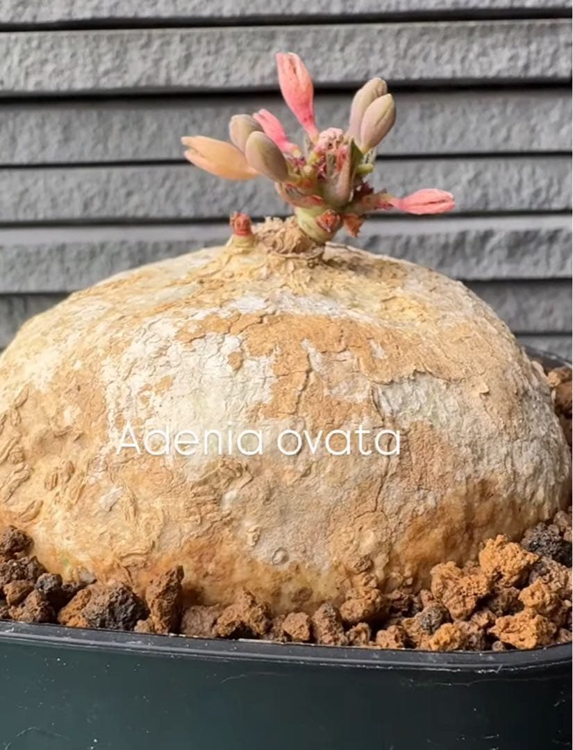 4.アデニア・オバタ 輸入直後新芽ありベアルート株　Adenia Ovata
