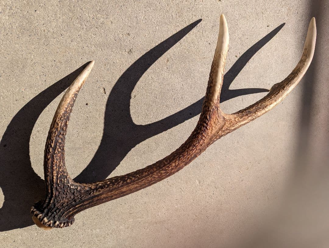 鹿の角．いいね！感謝セール〜(*^^*)