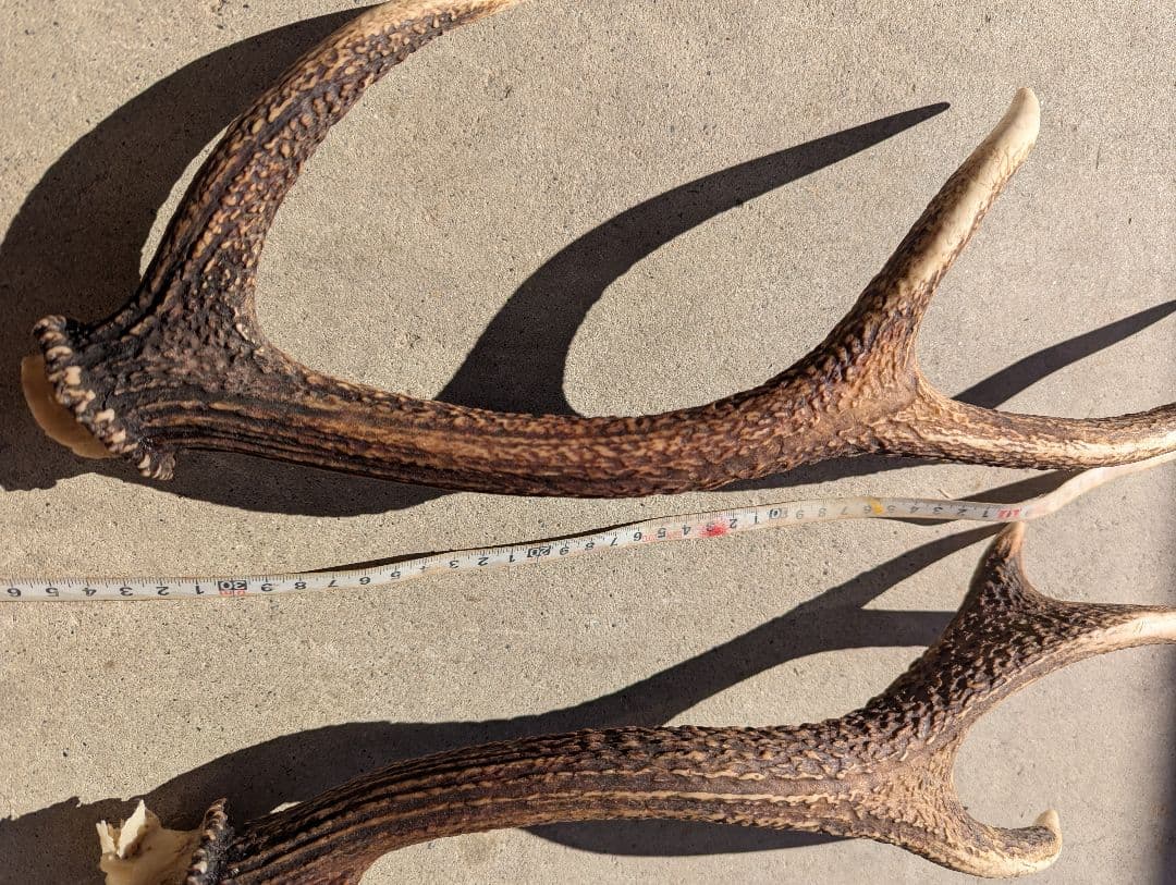 鹿の角．いいね！感謝セール〜(*^^*)