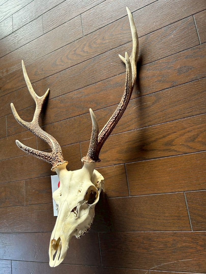 ⑧[1点もの] ハンティングトロフィー　鹿の角　頭蓋骨　日本鹿　スカル