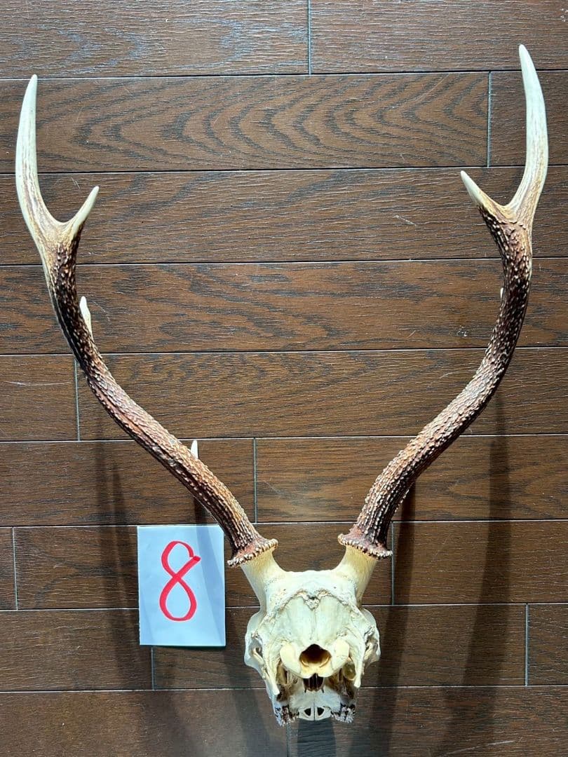 ⑧[1点もの] ハンティングトロフィー　鹿の角　頭蓋骨　日本鹿　スカル