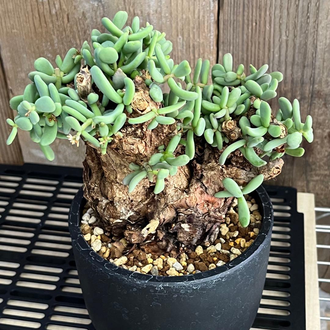 H ケラリアピグマエア 現地球 発根済み 鬼太激重塊根