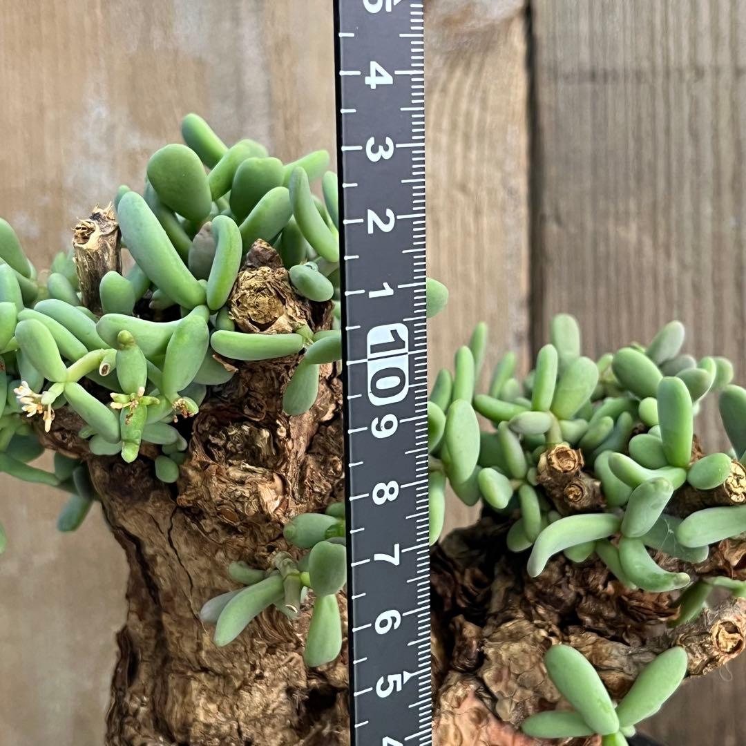 H ケラリアピグマエア 現地球 発根済み 鬼太激重塊根