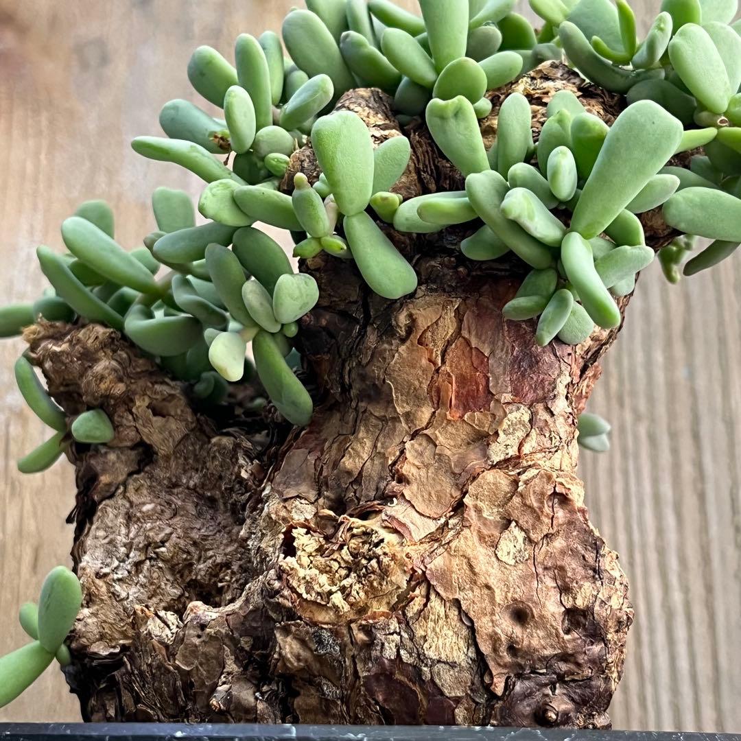 H ケラリアピグマエア 現地球 発根済み 鬼太激重塊根