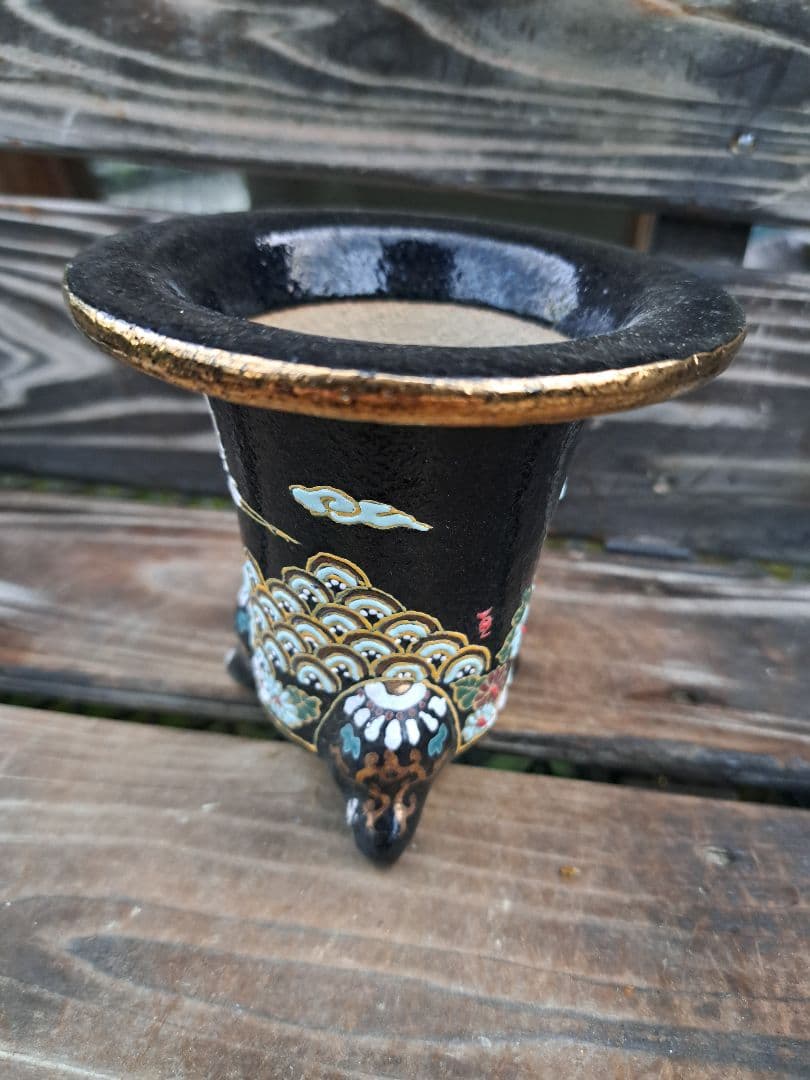 錦鉢　万年青　オモト　おもと　長生蘭　伝統園芸　植物　風蘭　富貴蘭　古典　着生蘭