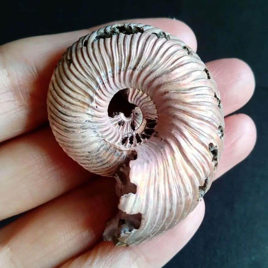 化石　骨格　アンモナイト　50mm　極美麗標本
