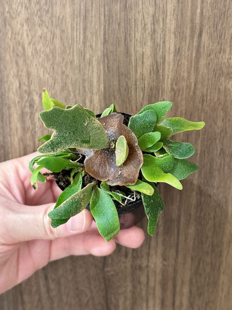 willinckii OMG spore ドワーフ　dwarf ビカクシダ