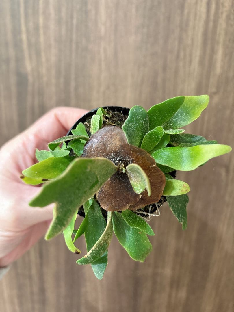 willinckii OMG spore ドワーフ　dwarf ビカクシダ