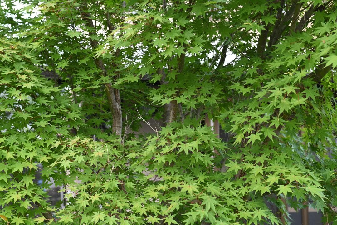 レンズ(ズーム) Nikon AF-S N NIKKOR 24-70mm F2.8G ED