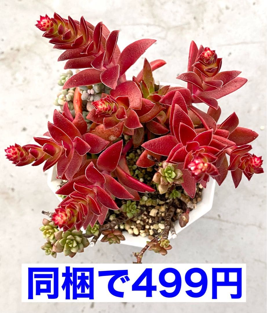 多肉植物　紅葉祭り　抜き苗