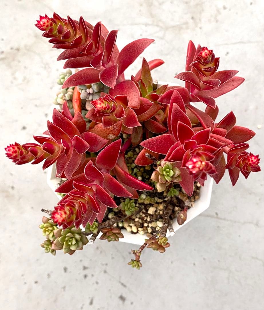 多肉植物　紅葉祭り　抜き苗