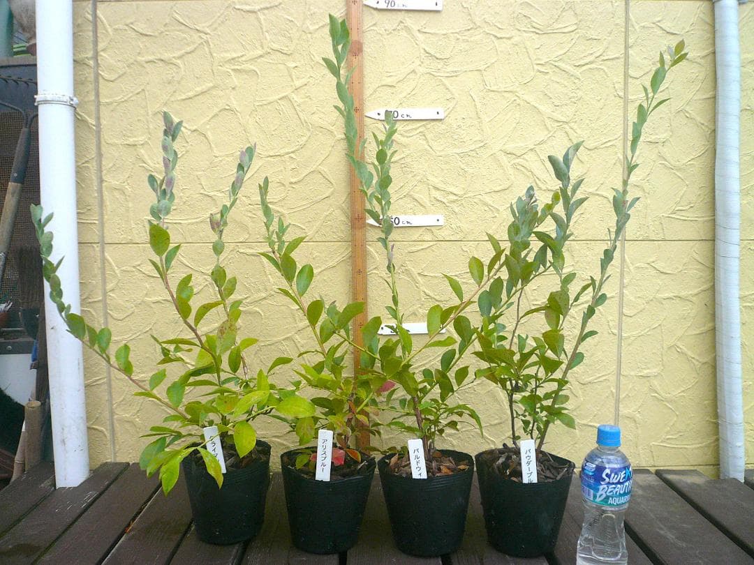 ブルーベリーの苗木【ぼんさんオーダー品】　５号ポット　７品種　７本セット