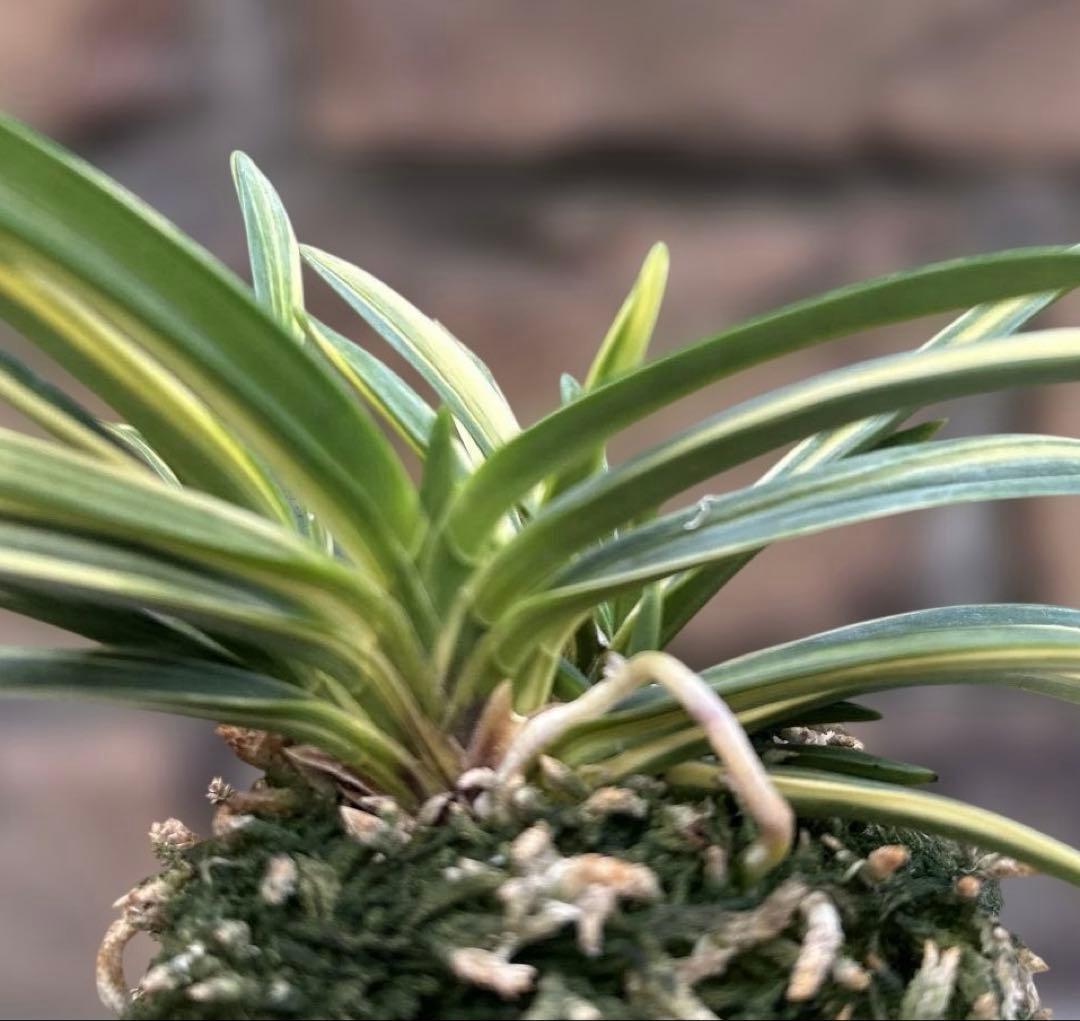 富貴蘭　羅因の光