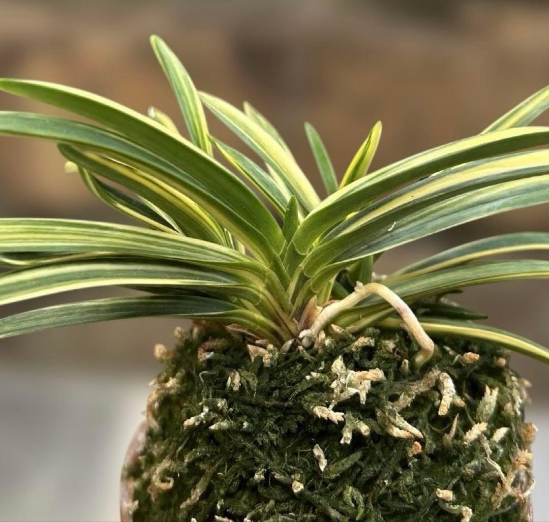 富貴蘭　羅因の光