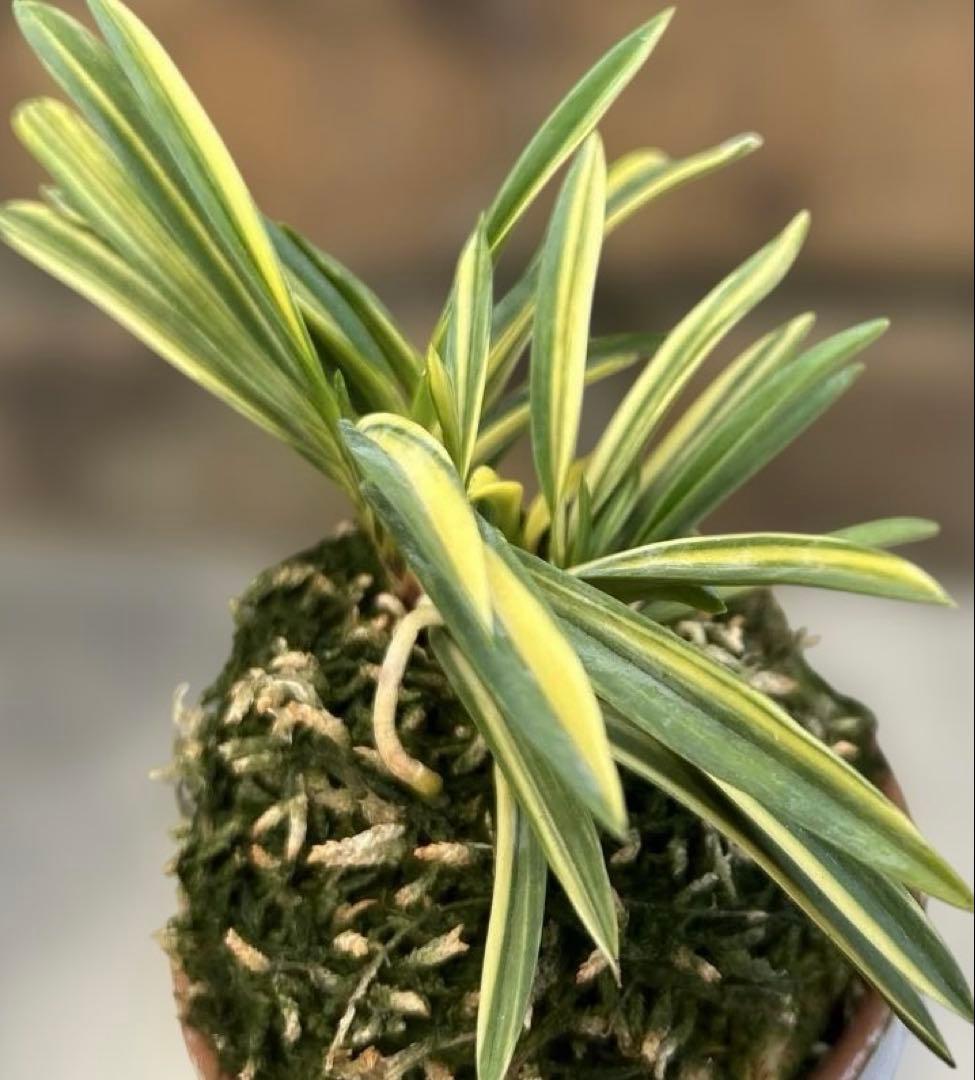 富貴蘭　羅因の光