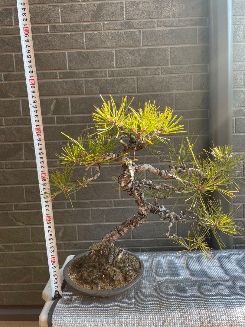 古木赤松文人木調盆栽