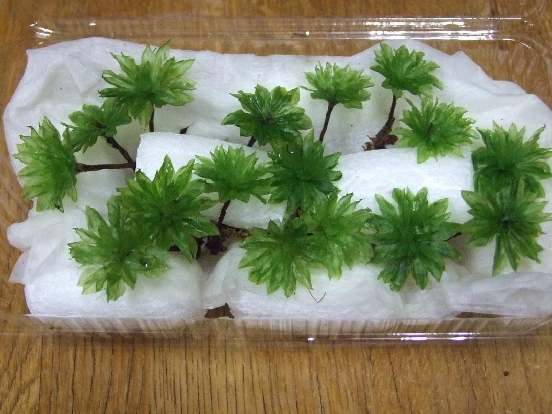 teru3　コケ各種5.5パレットとカサゴケ15本入1パック