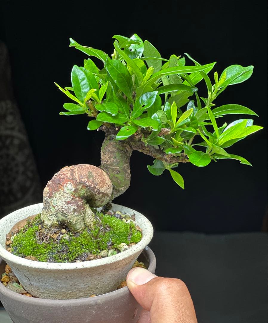 クチナシ　盆栽