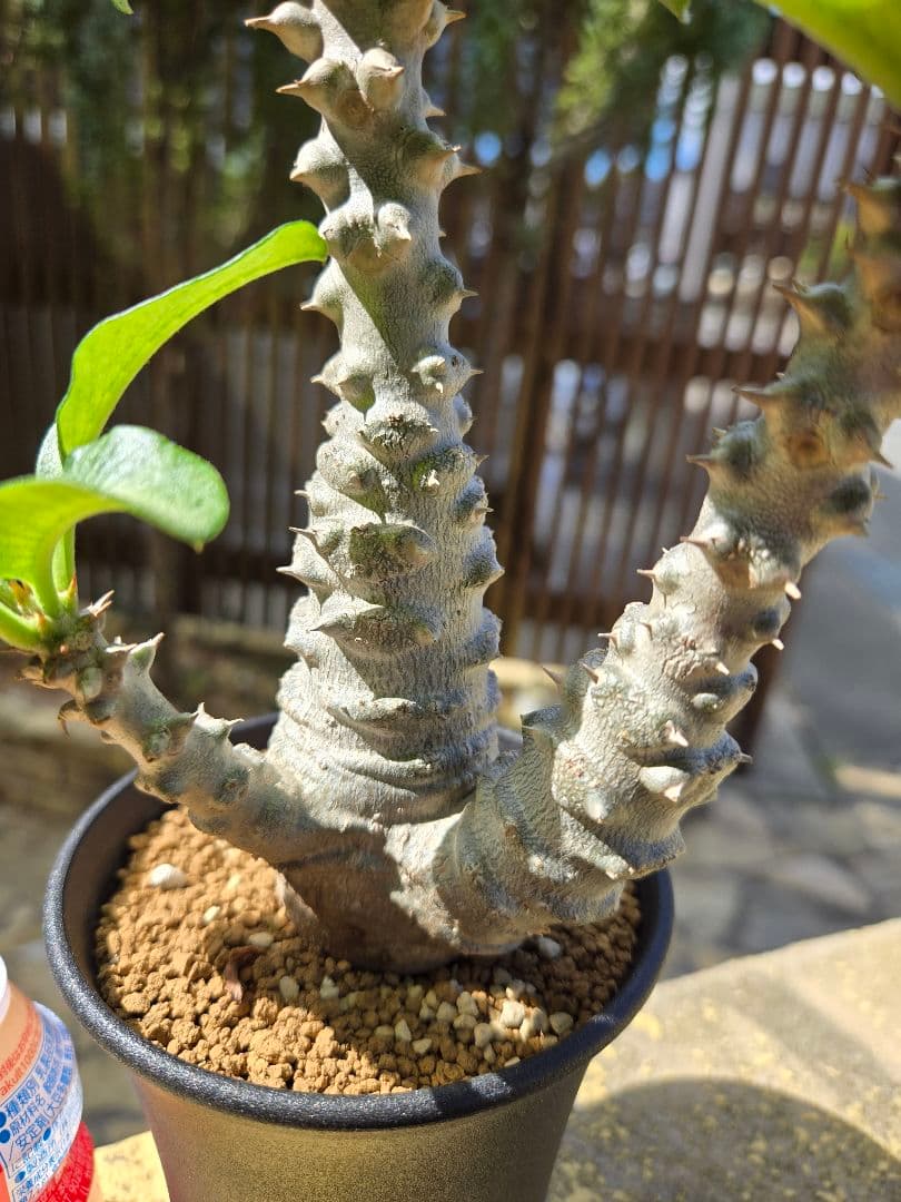 パキポディウムウィンゾリー