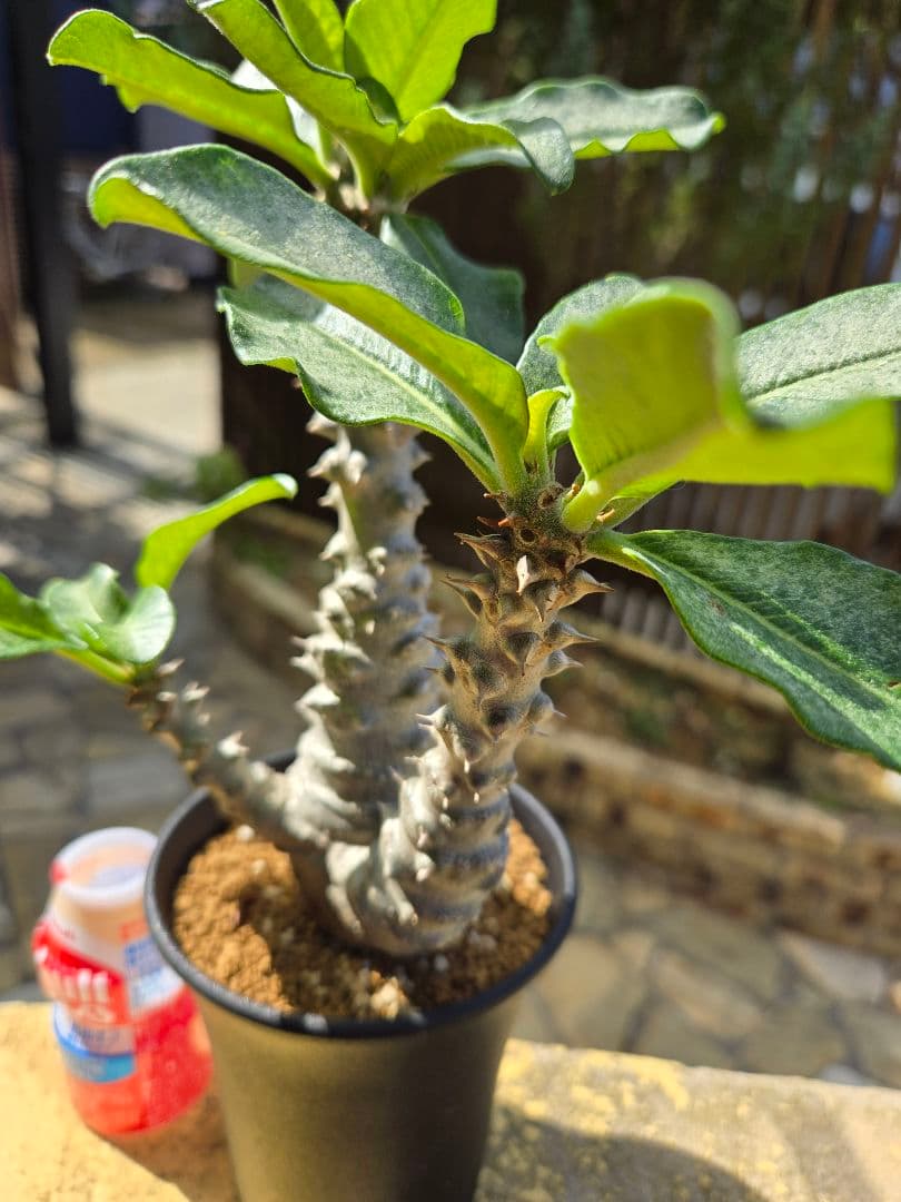 パキポディウムウィンゾリー