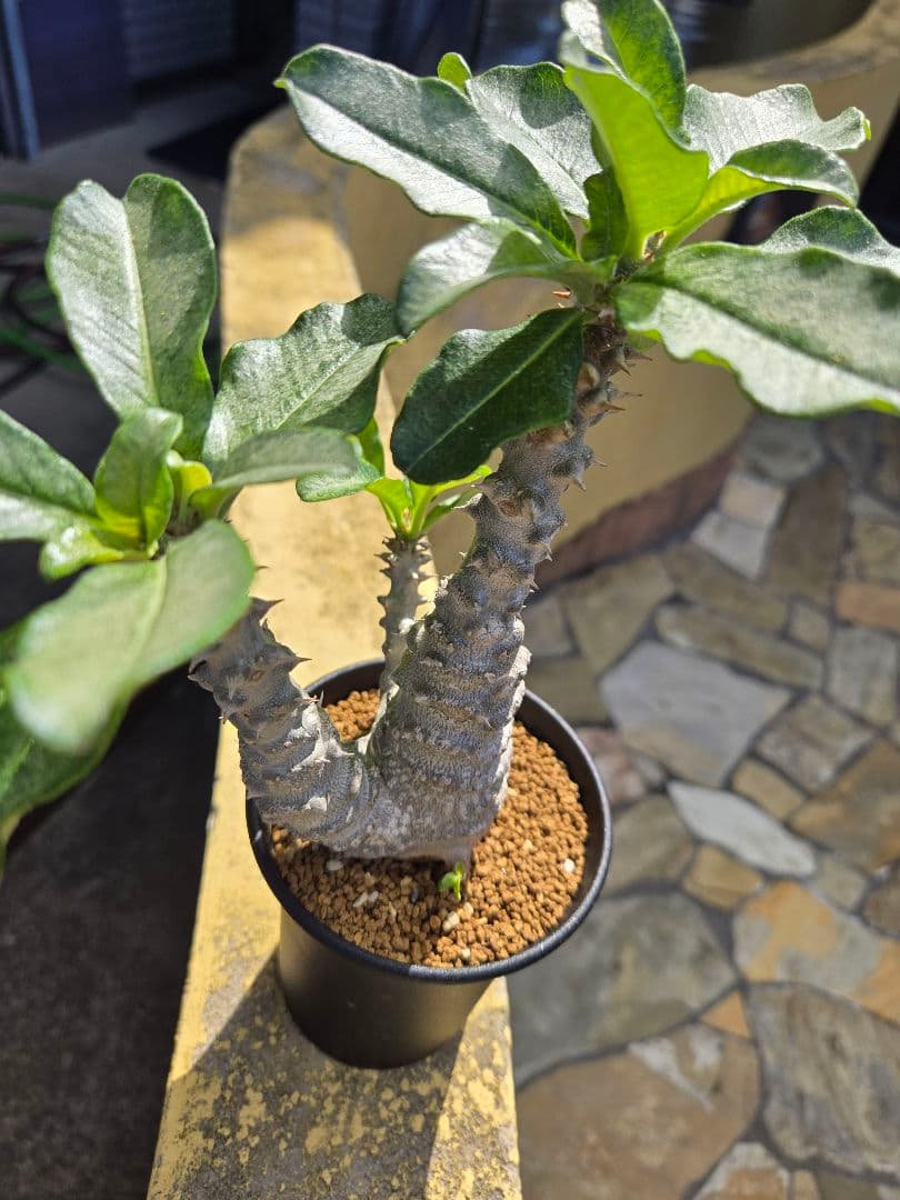 パキポディウムウィンゾリー