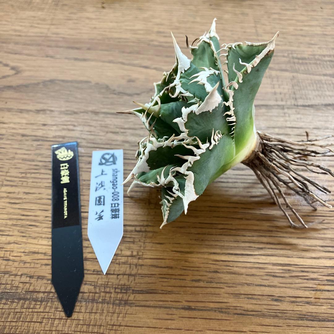 【速達】15 特選　特大　子株付き　アガべ　チタノタ　白豪刺　TC 上澳園芸