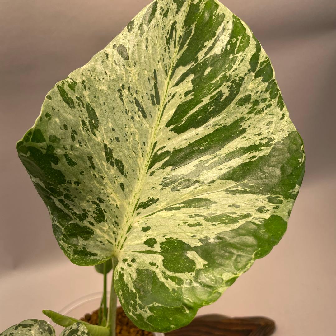 え*す様 lsw704品種保証！Bulbasaurモンステラ・フシギダネ順化済み