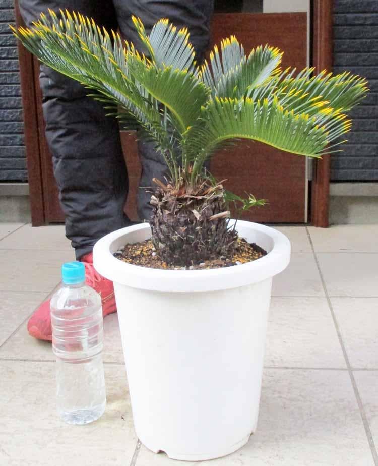 【現品】キンカンソテツ／金冠蘇鉄　8号　２K番