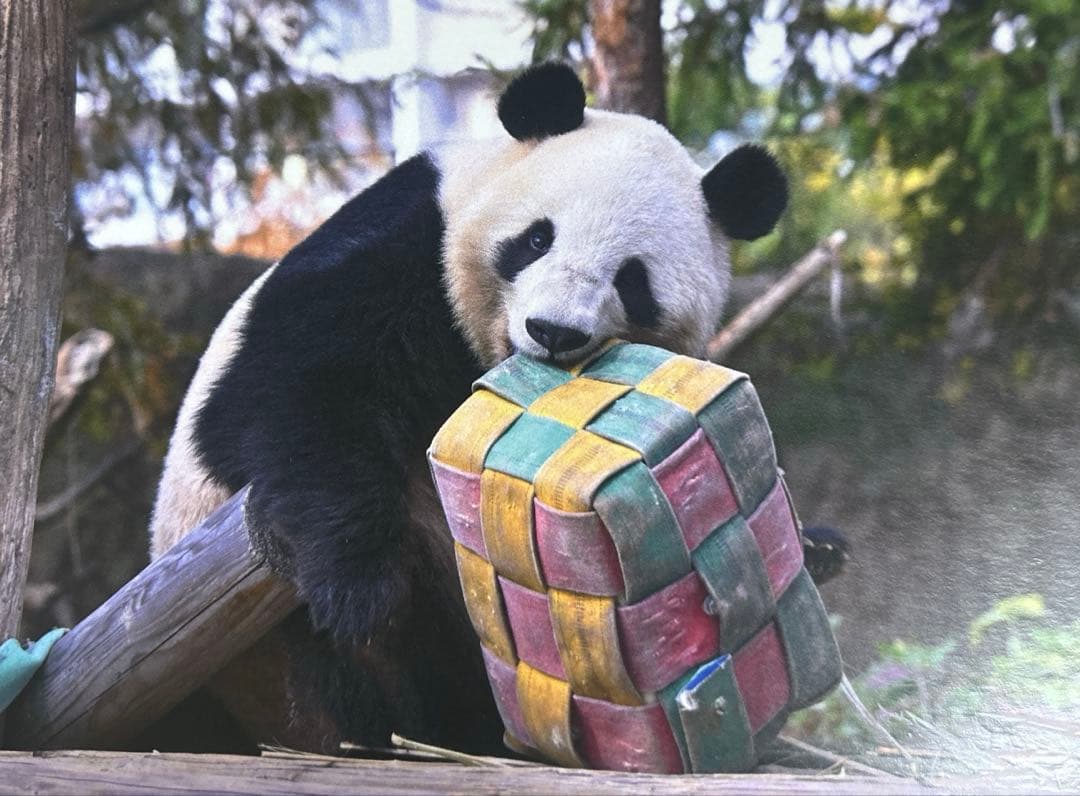 6枚セット